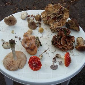 Balade aux champignons − 6 novembre 2016